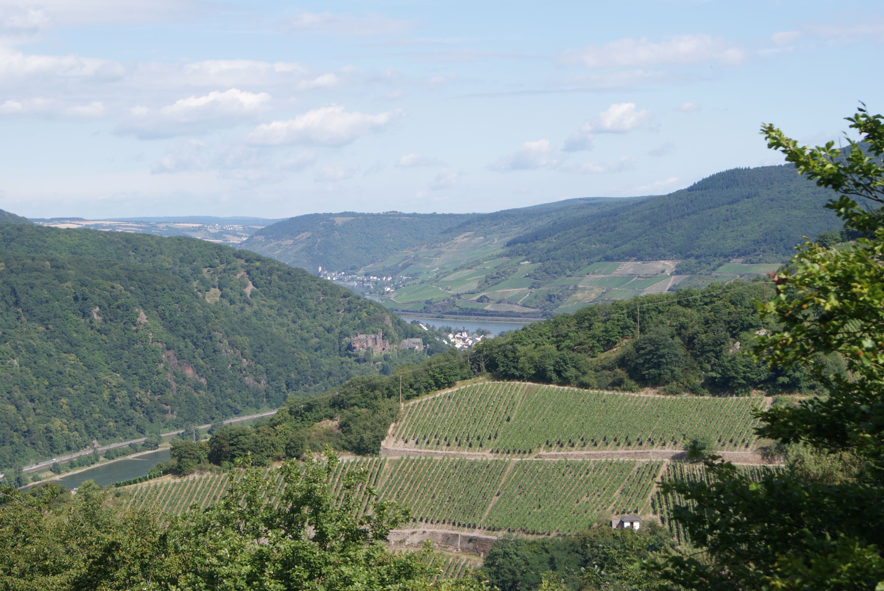 Udsigt over Rhinen i Rheingau